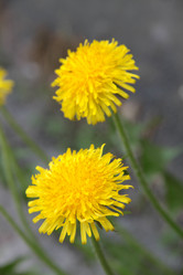 Similar image 1304365