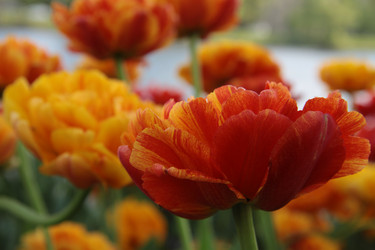 Similar image 1304375