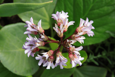 Similar image 1304385