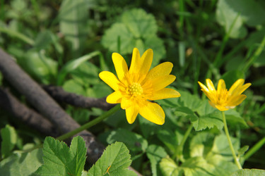 Similar image 1304389