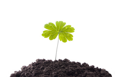 Similar image 1304619