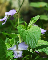 Similar image 1304779