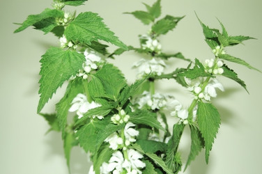 Similar image 1304781