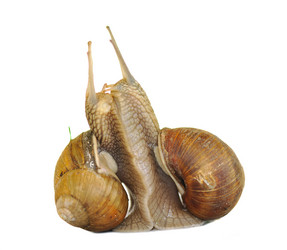 Similar image 1306840