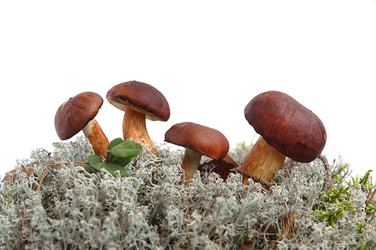 Similar image 1307054