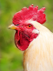 Similar image 1307266