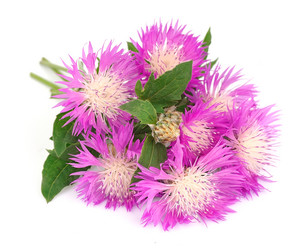 Similar image 1307335