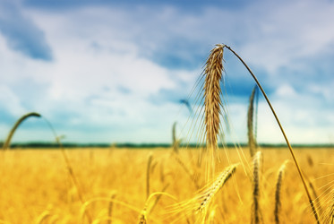 Similar image 1307445