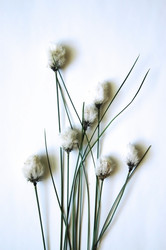 Similar image 1308250