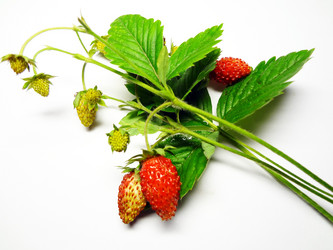 Similar image 1309079