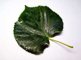 Similar image 1309080