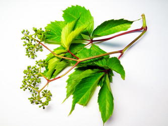 Similar image 1309085