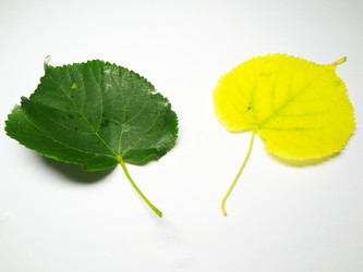 Similar image 1309087