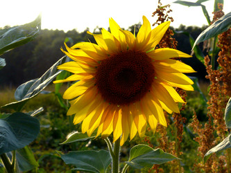 Similar image 1309189