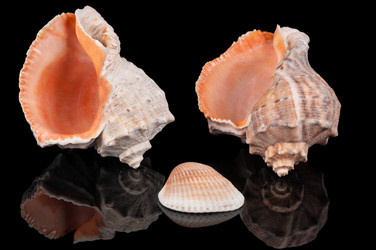 Similar image 1309276