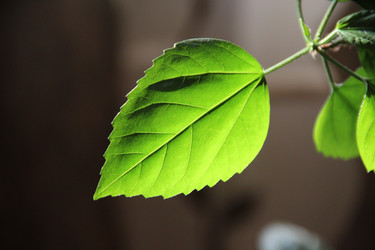 Similar image 1309288