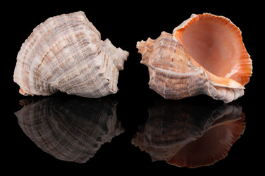 Similar image 1309455