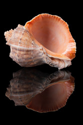 Similar image 1309458