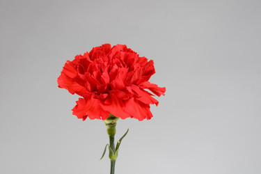 Similar image 1309791