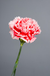 Similar image 1309792