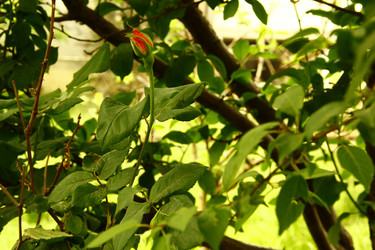 Similar image 1309886