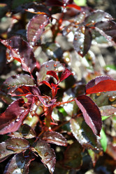 Similar image 1309895