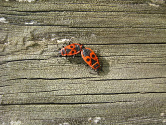 Similar image 1310043