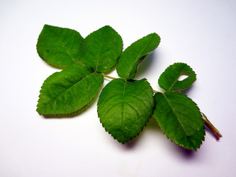 Similar image 1310110