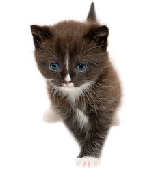 Similar image 1311283