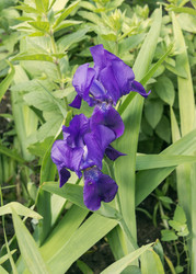 Similar image 1311888