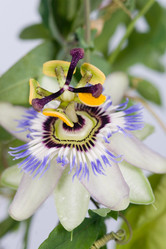 Similar image 1312605