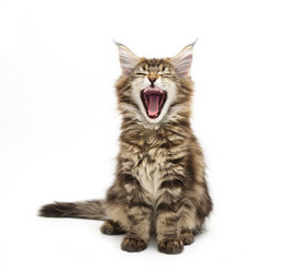 Similar image 1312862