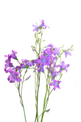 Similar image 1313002