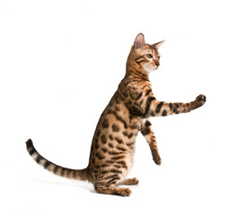 Similar image 1313016