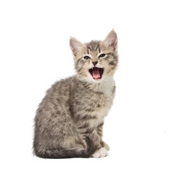 Similar image 1313025