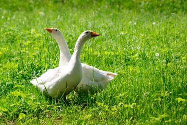 Similar image 1313029