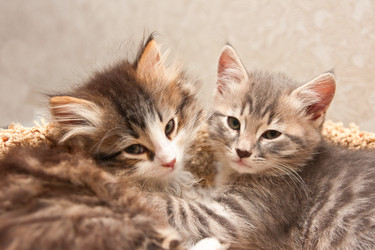 Similar image 1313033