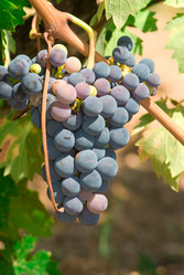 Similar image 1313034