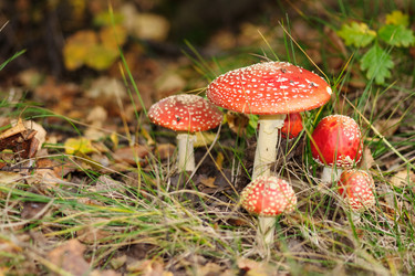 Similar image 1313073