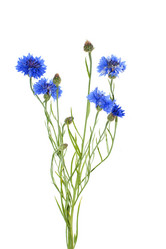 Similar image 1313112