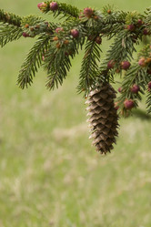 Similar image 1313120