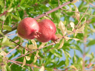 Similar image 1313124