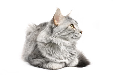 Similar image 1313135