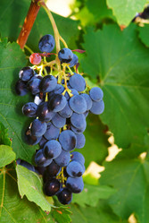 Similar image 1313182