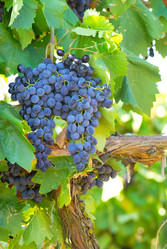 Similar image 1313200