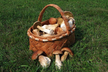 Similar image 1313221