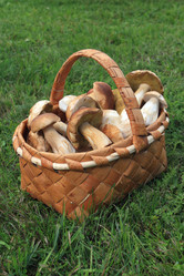 Similar image 1313239