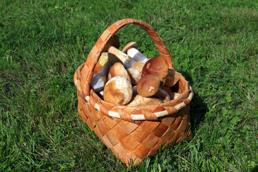 Similar image 1313241