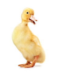 Similar image 1313512