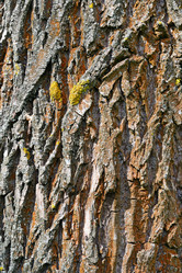 Similar image 1314261